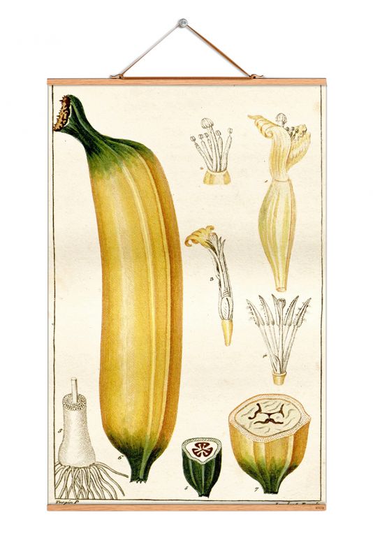 Fruits Poster NO 100 eicie EINZELSTÜCK